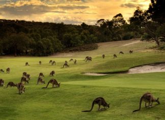 Khám phá thế giới thiên nhiên hoang dã tại đảo Kangaroo – Úc Khám phá thế giới thiên nhiên hoang dã tại đảo Kangaroo - Úc